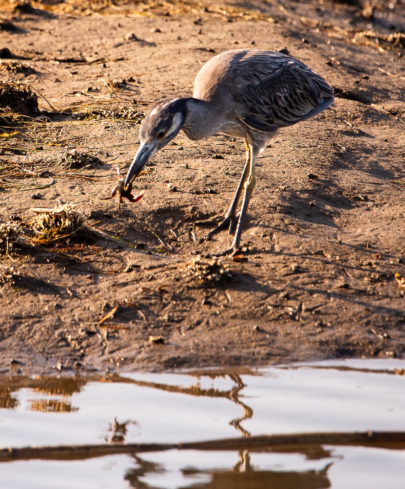 Yellow-crowned Night Heron - ML638167509