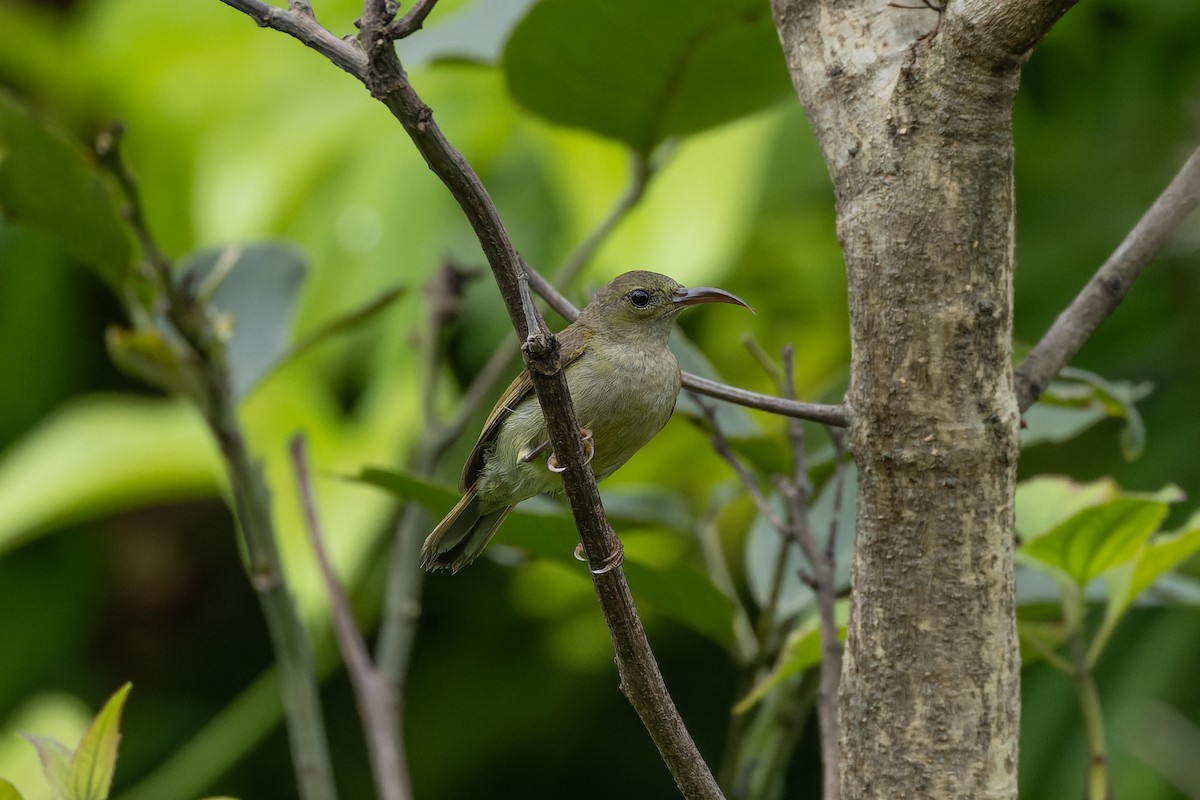 Crimson Sunbird - ML638167515