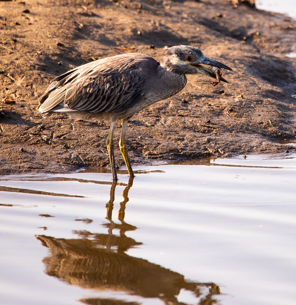 Yellow-crowned Night Heron - ML638167518