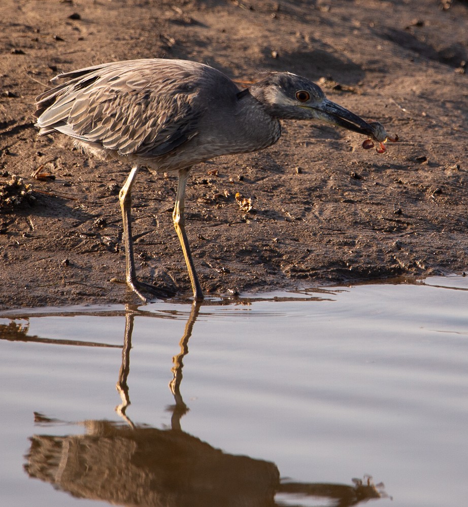 Yellow-crowned Night Heron - ML638167532