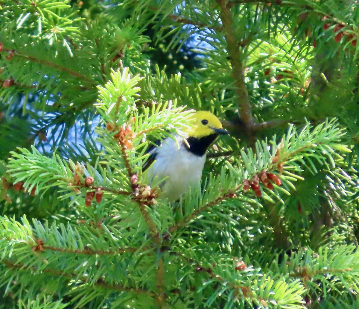 Hermit Warbler - ML638167561