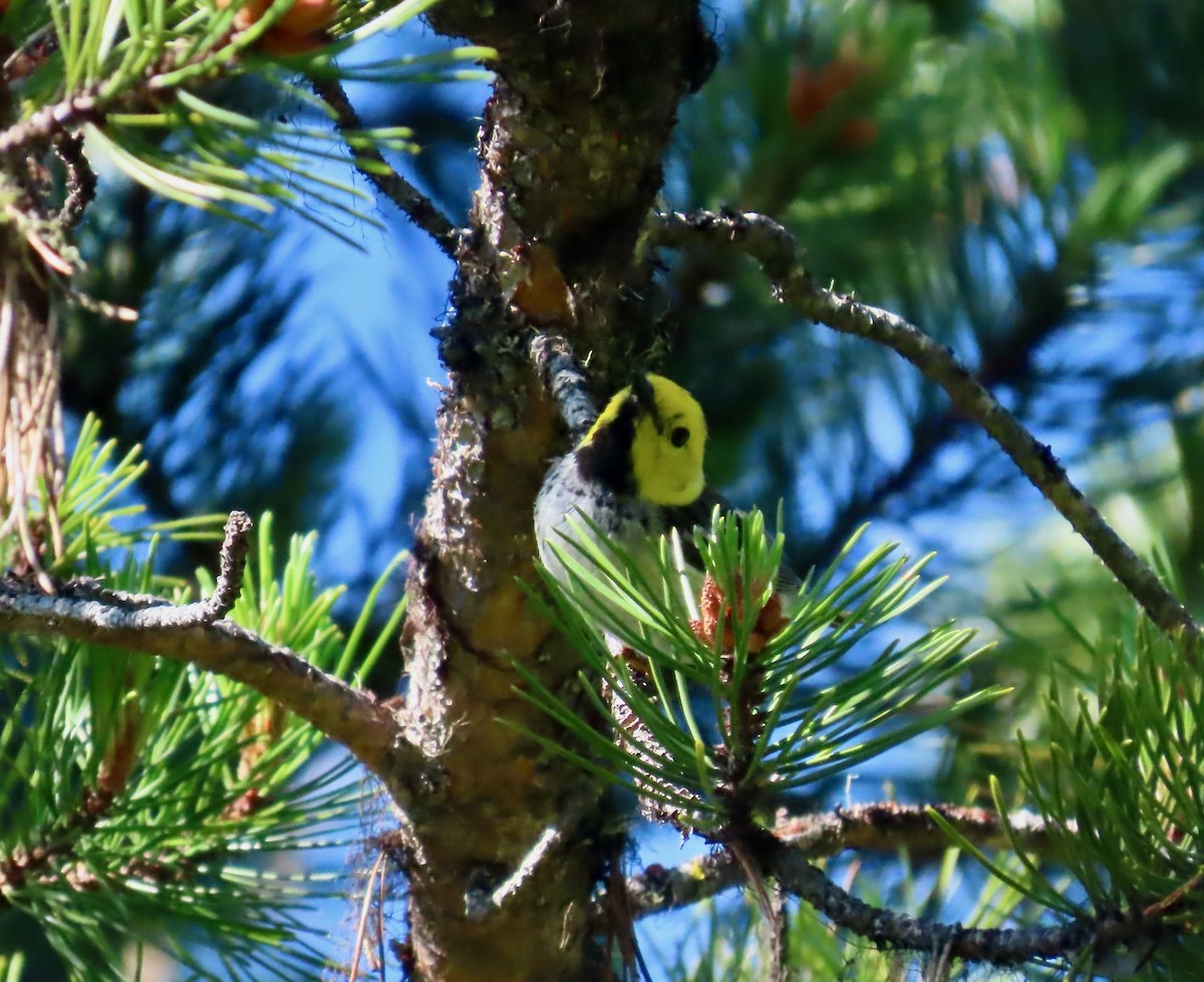 Hermit Warbler - ML638167562