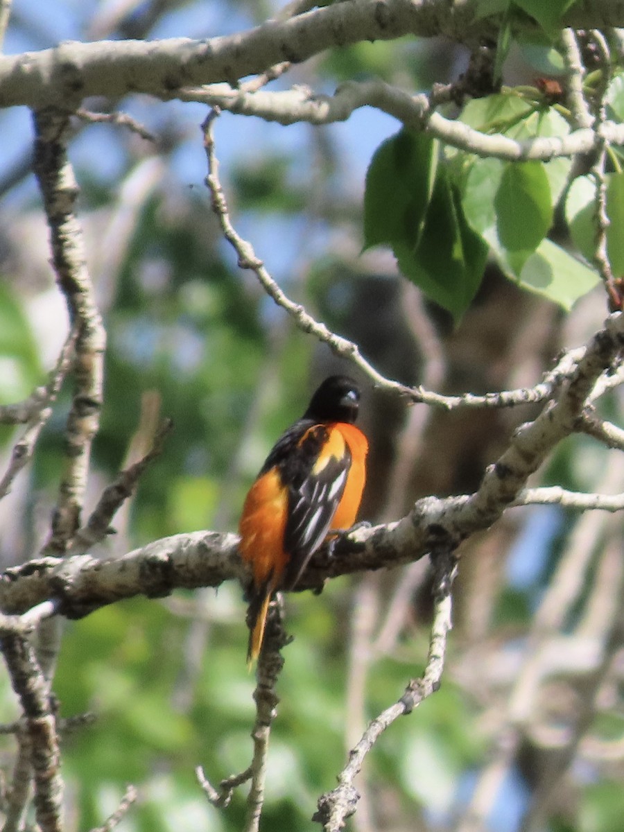 Baltimore Oriole - ML638167568