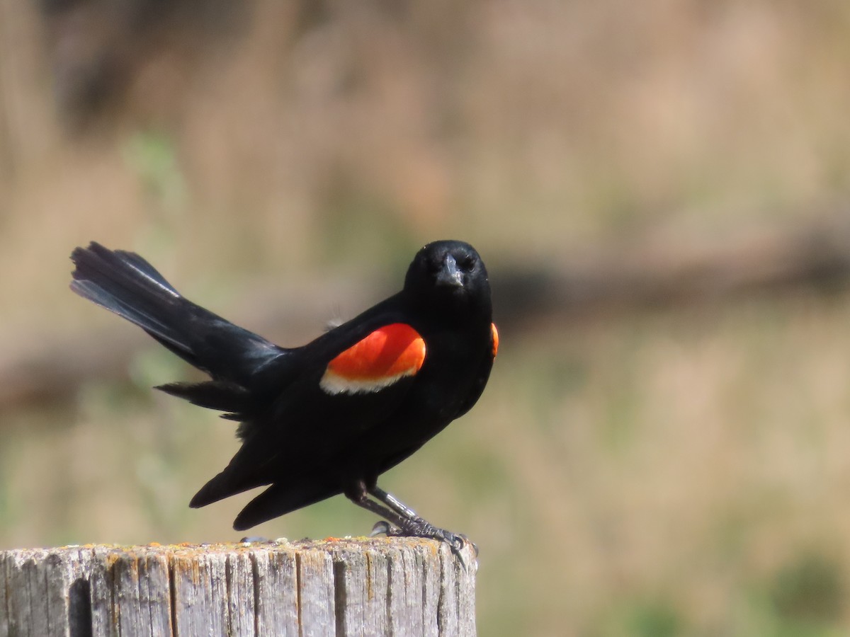Red-winged Blackbird - ML638167581