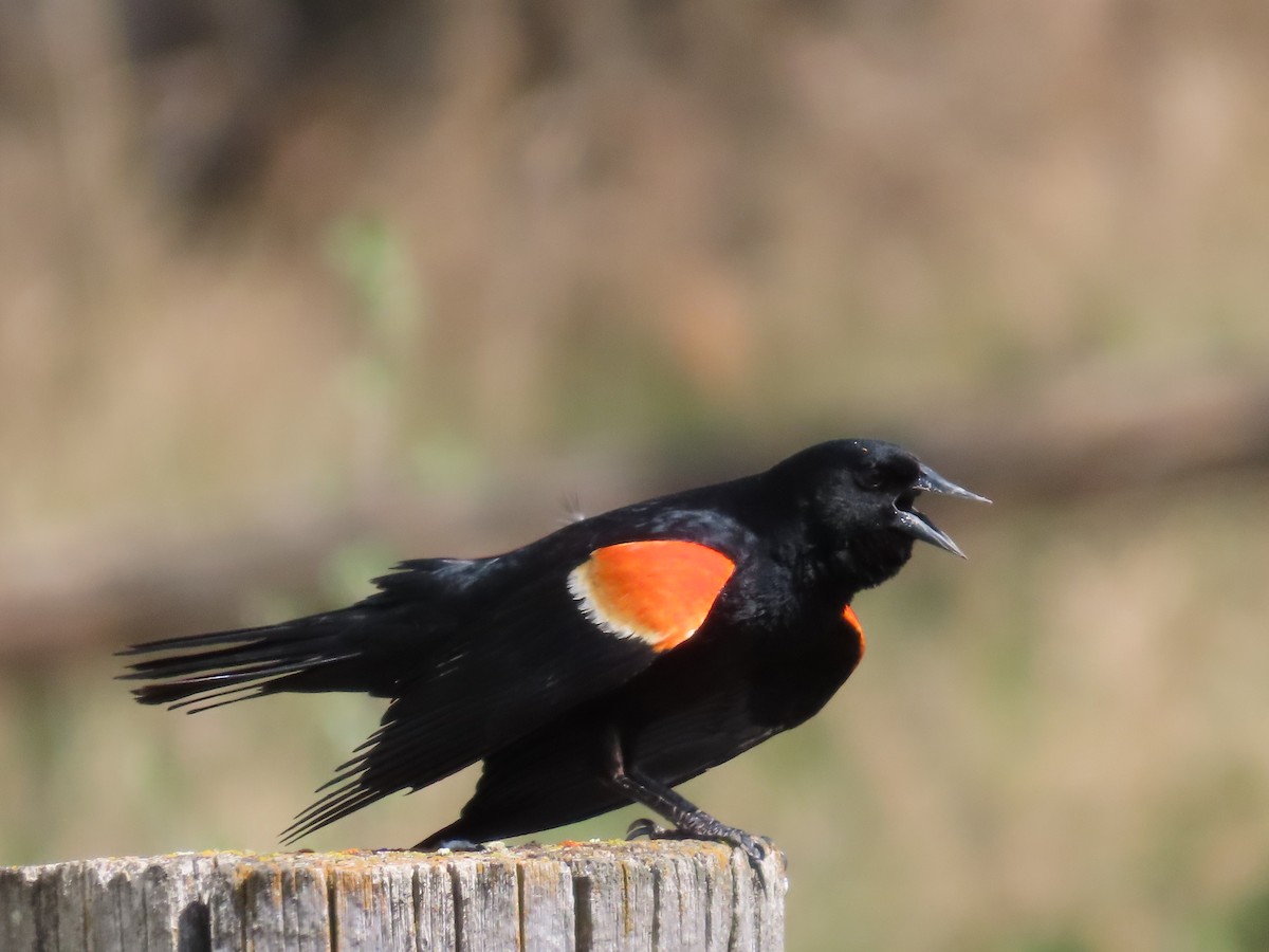 Red-winged Blackbird - ML638167582