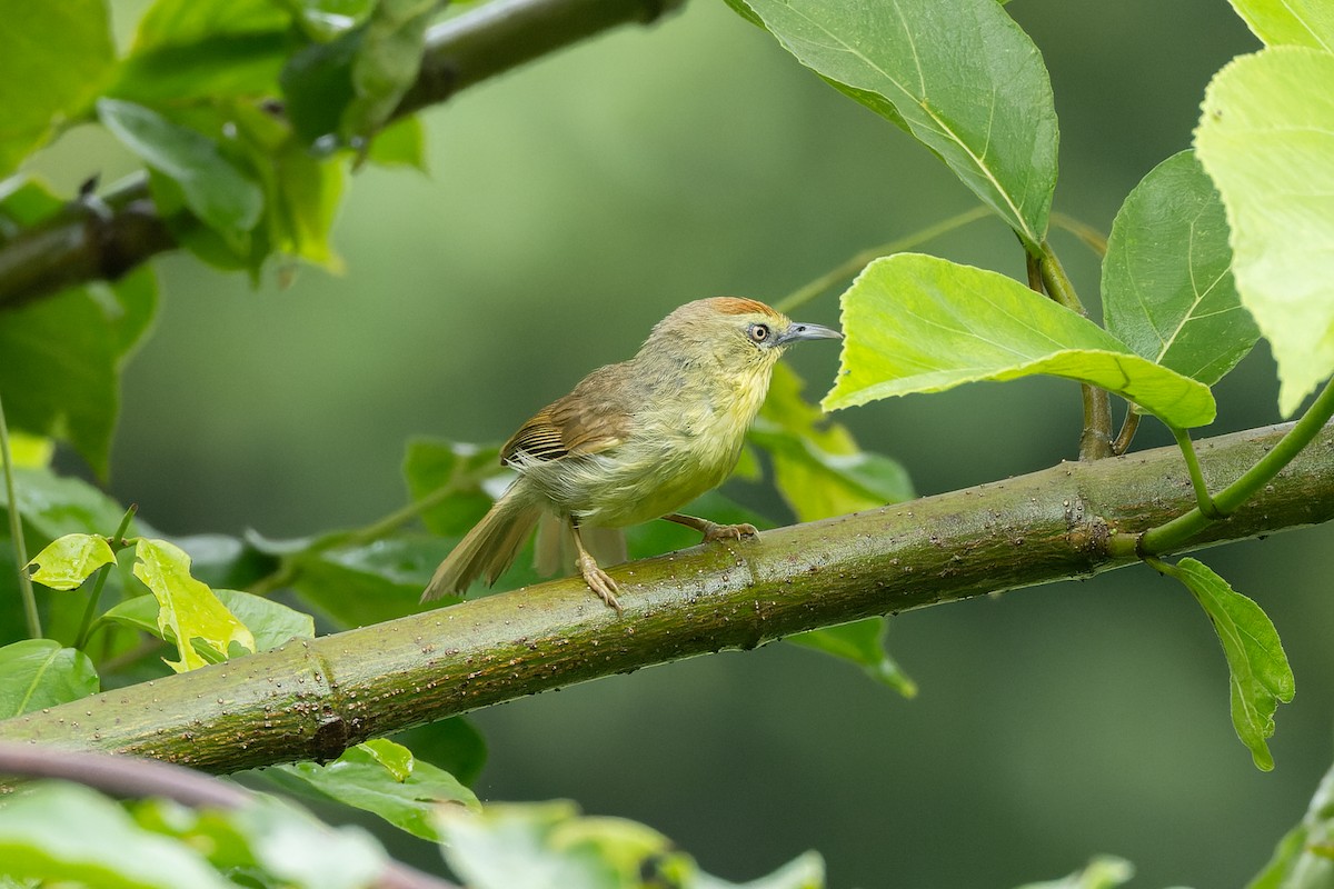 Pin-striped Tit-Babbler - ML638167585