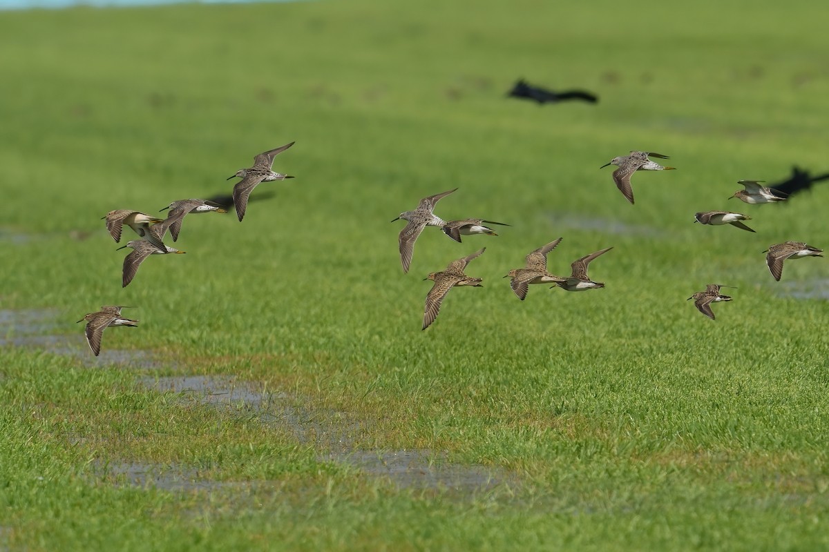 Stilt Sandpiper - ML638167649