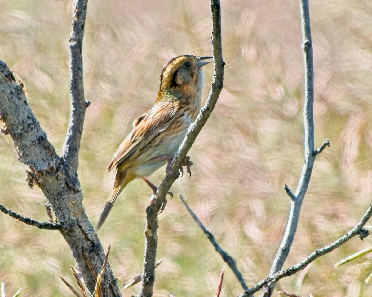 Nelson's Sparrow - ML638167659
