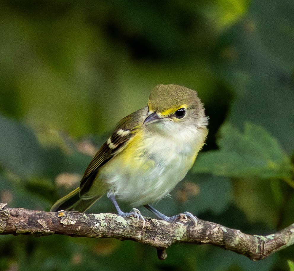 White-eyed Vireo - ML638167668