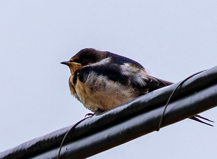 Barn Swallow - ML638167671