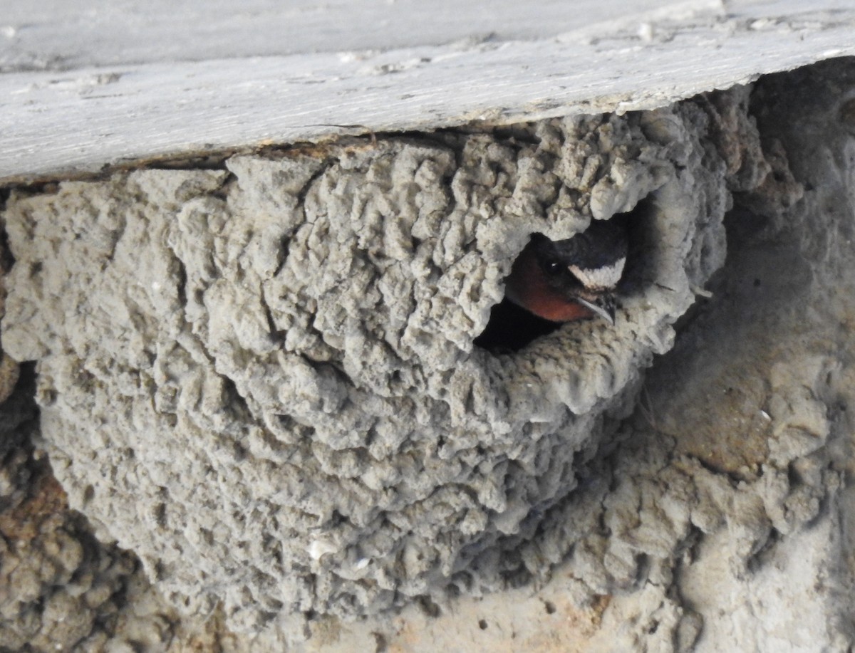 Cliff Swallow - ML638167677