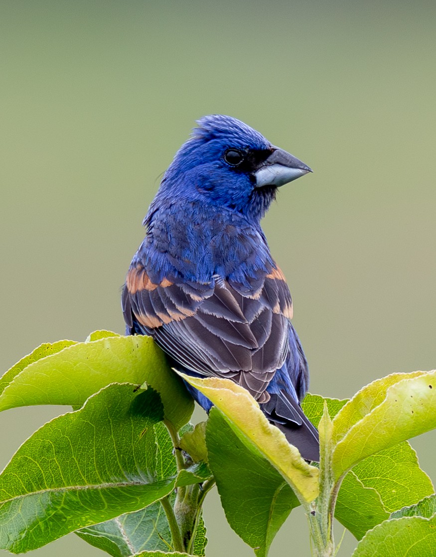 Blue Grosbeak - ML638167678