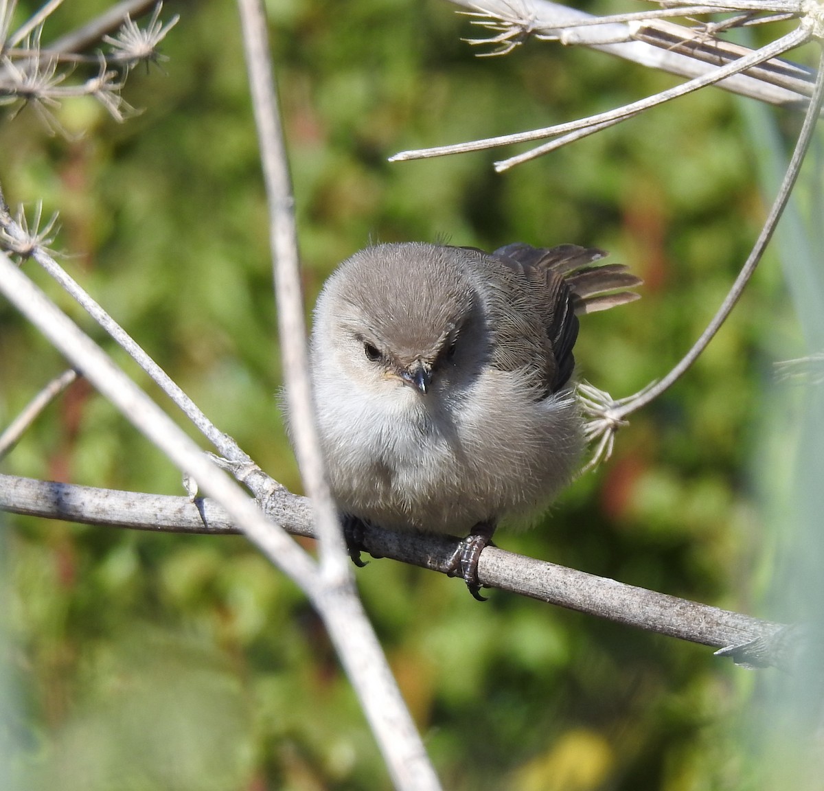 Bushtit - ML638167679