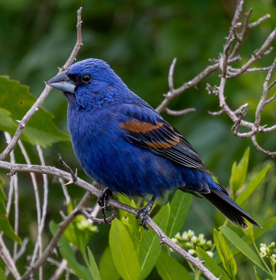 Blue Grosbeak - ML638167680