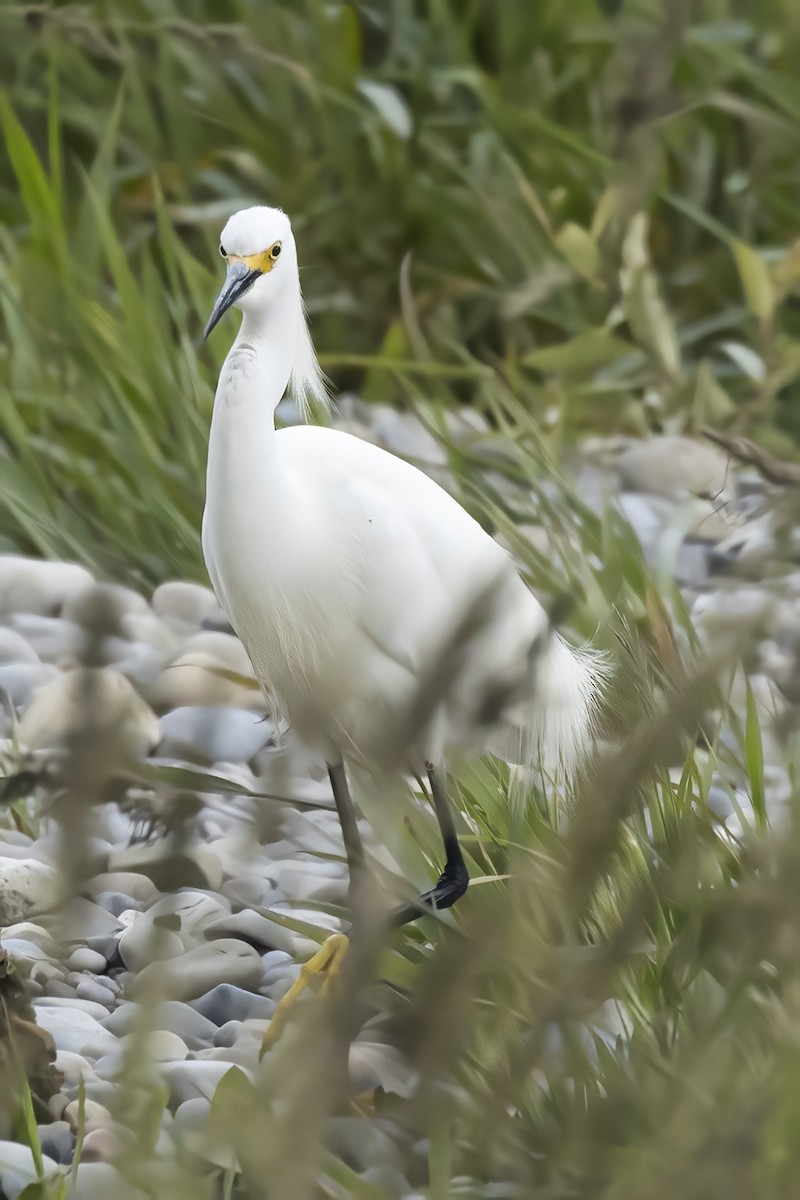 Snowy Egret - ML638167681