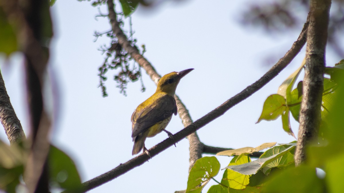 Indian Golden Oriole - ML638167683