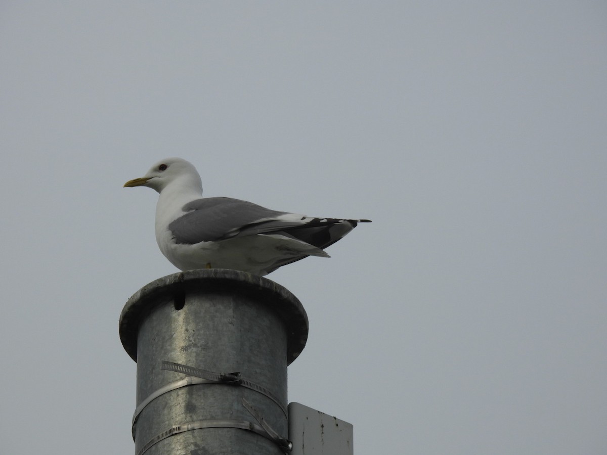 Short-billed Gull - ML638167688