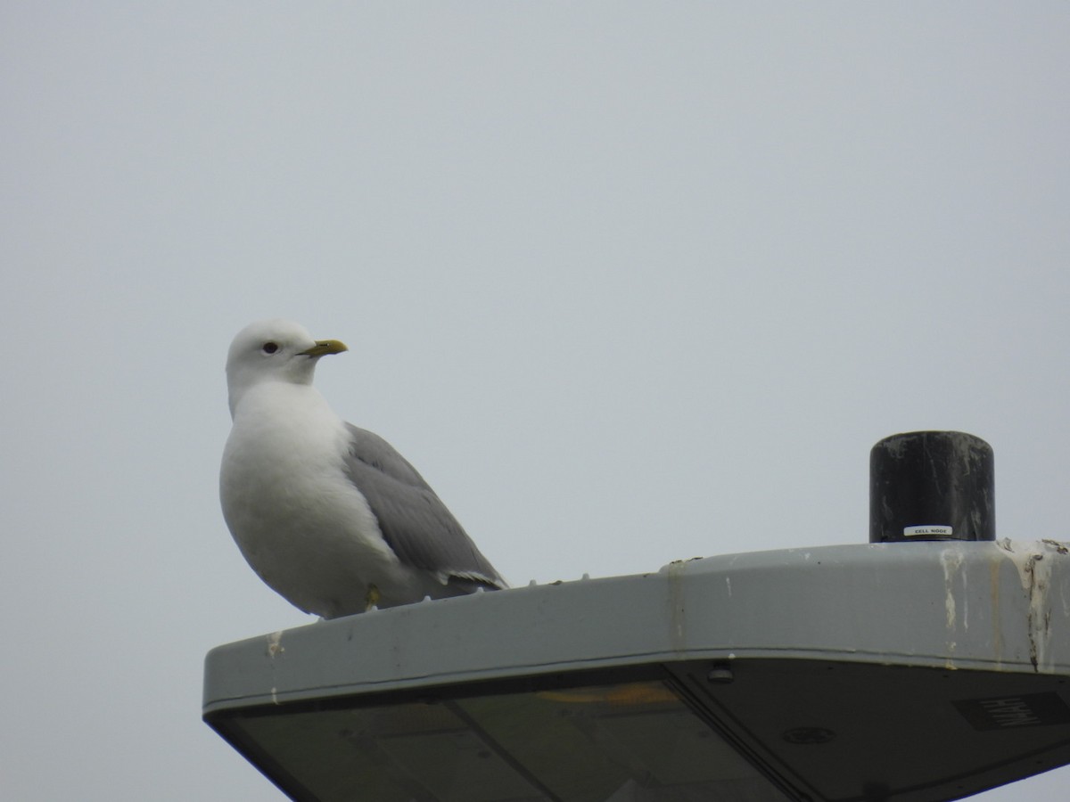 Short-billed Gull - ML638167690