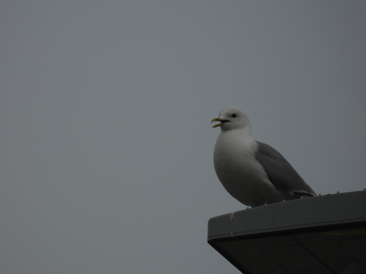 Short-billed Gull - ML638167693