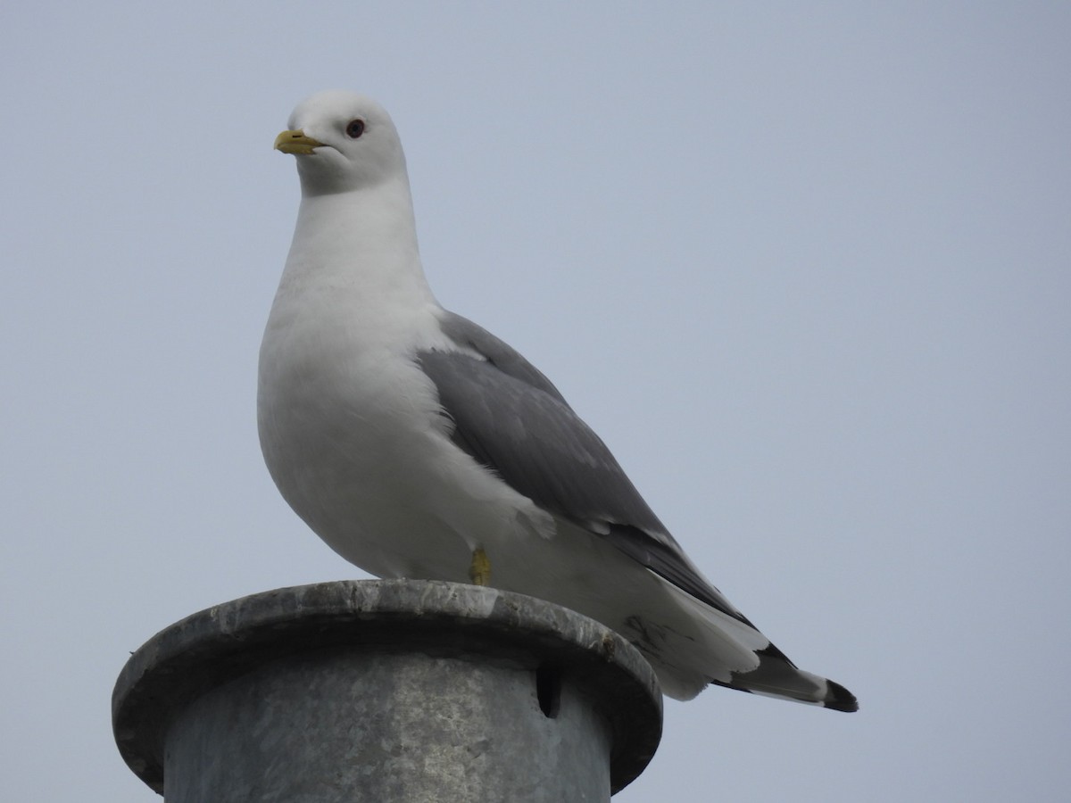 Short-billed Gull - ML638167696