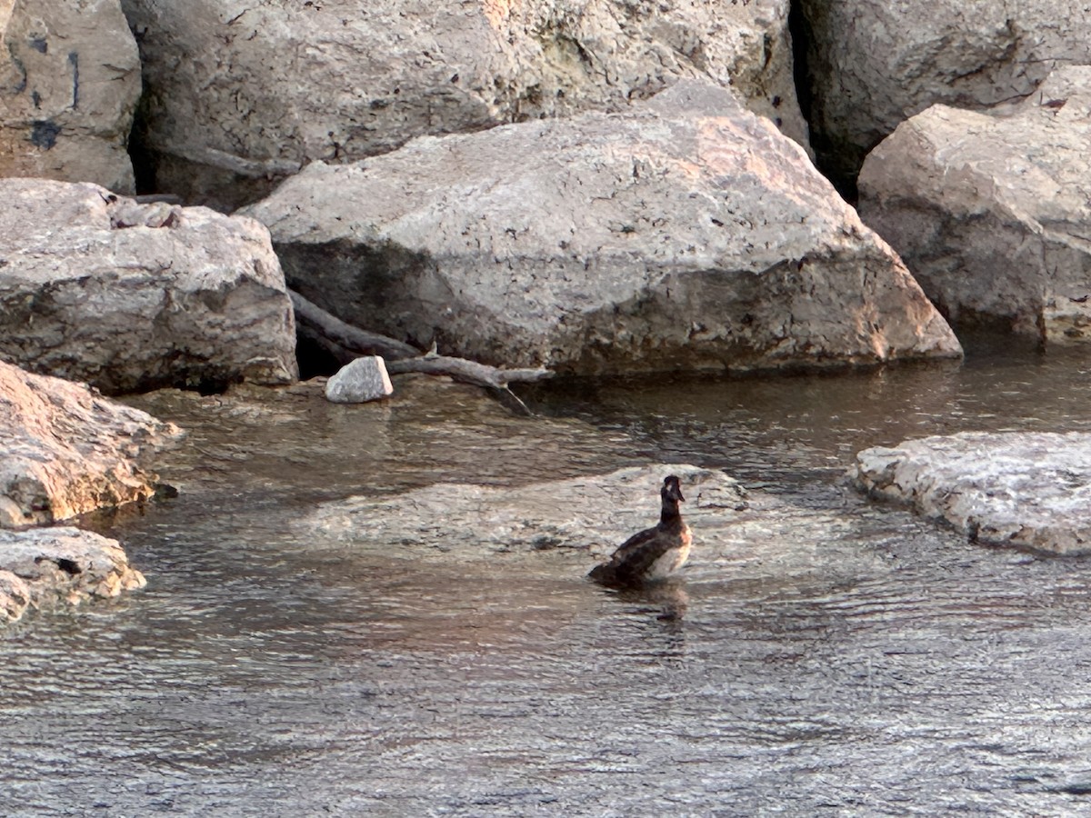 Surf Scoter - ML638167700