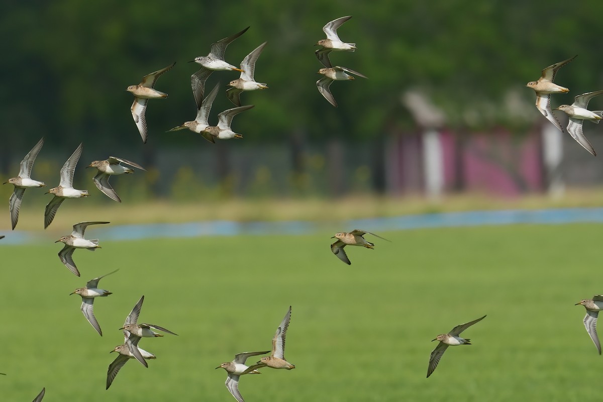 Buff-breasted Sandpiper - ML638167703