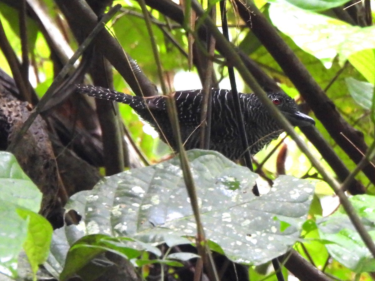 Fasciated Antshrike - ML638167710