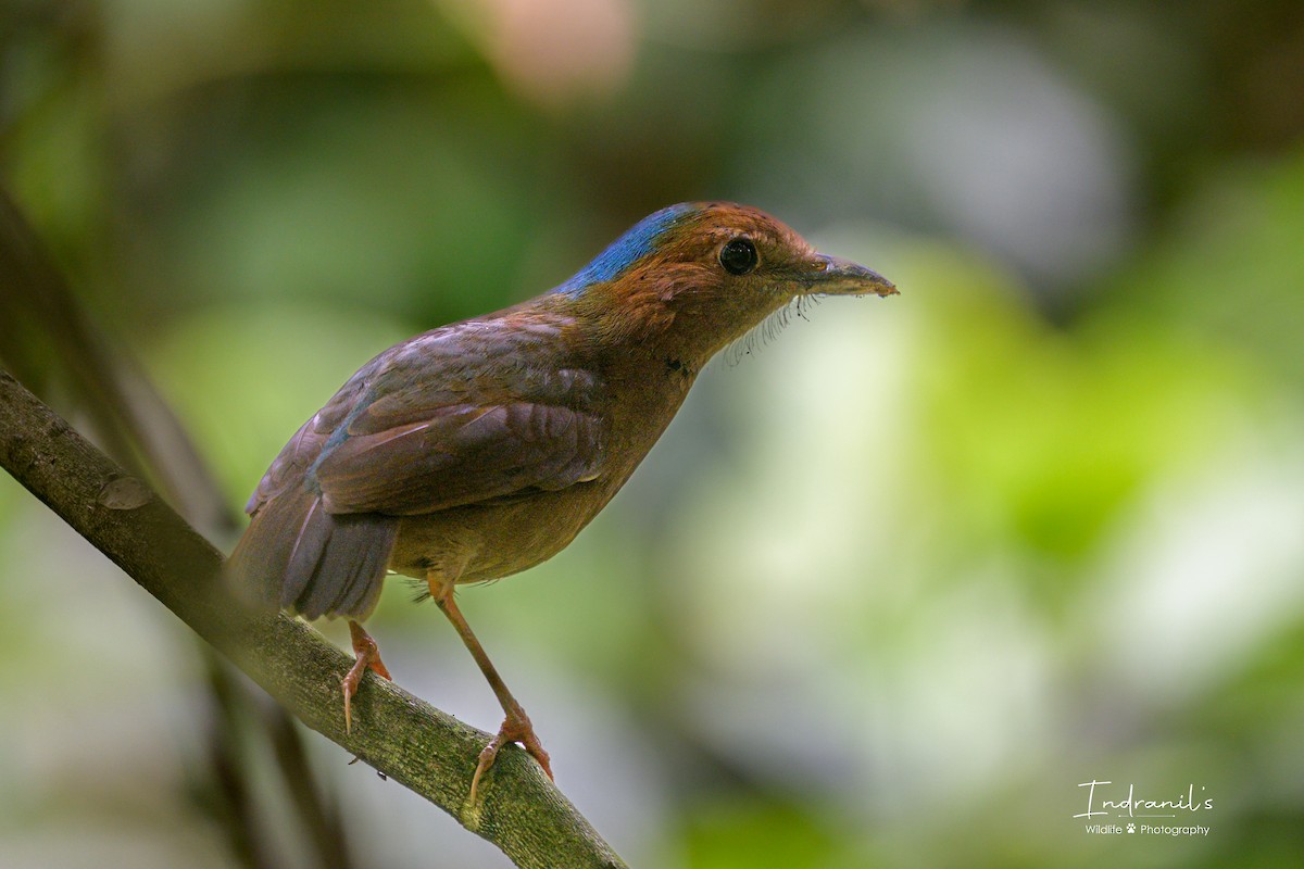 Blue-naped Pitta - ML638167717