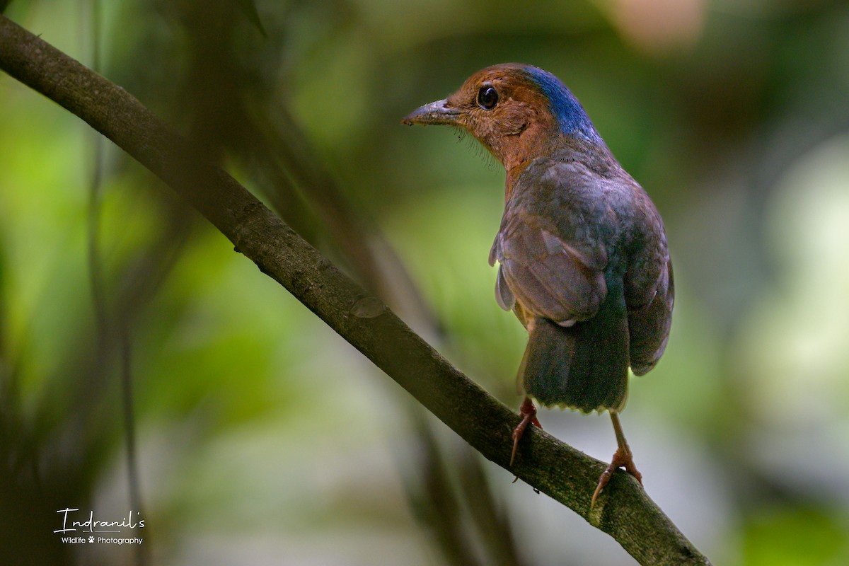 Blue-naped Pitta - ML638167718