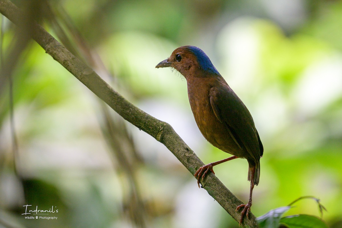 Blue-naped Pitta - ML638167719