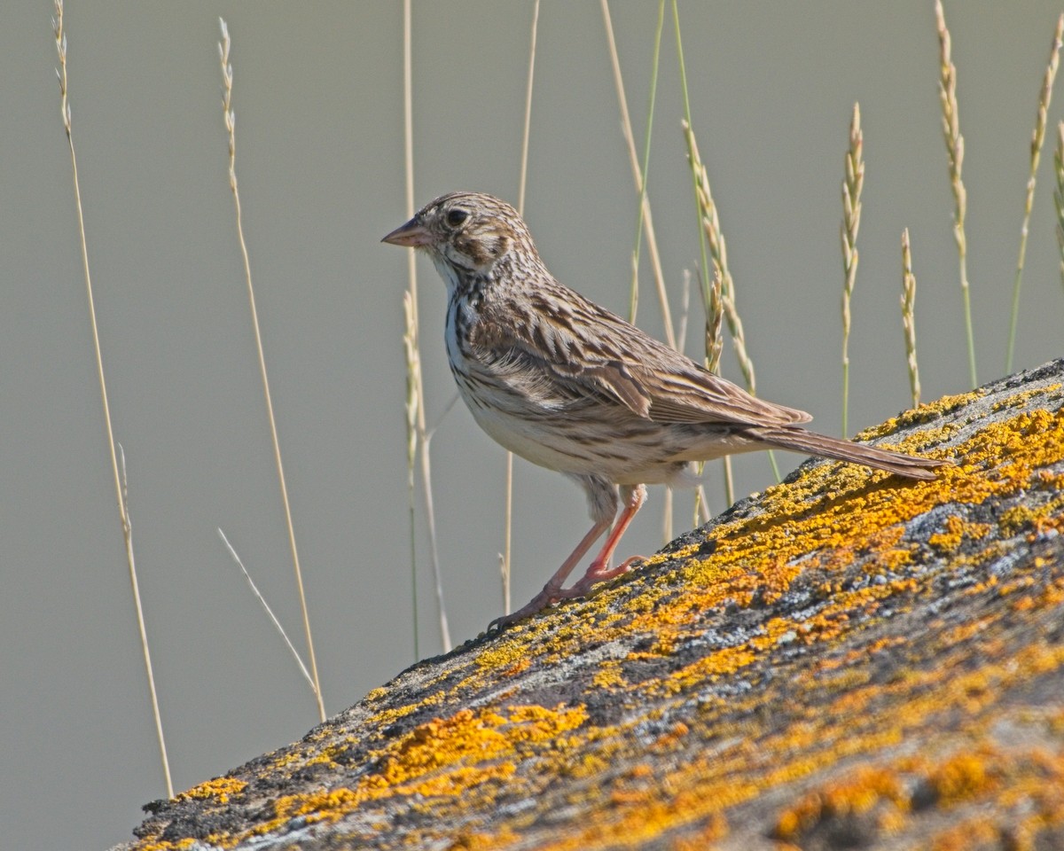 Vesper Sparrow - ML638167721