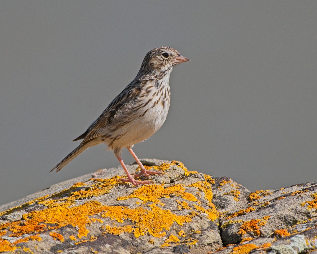 Vesper Sparrow - ML638167722