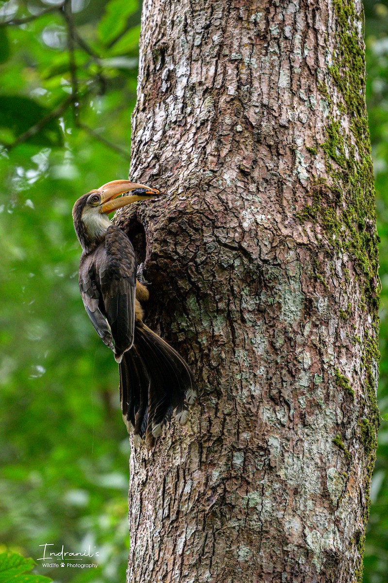 Brown Hornbill - ML638167727
