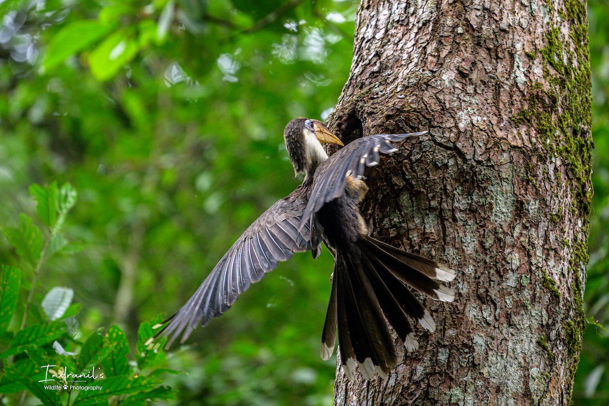 Brown Hornbill - ML638167730