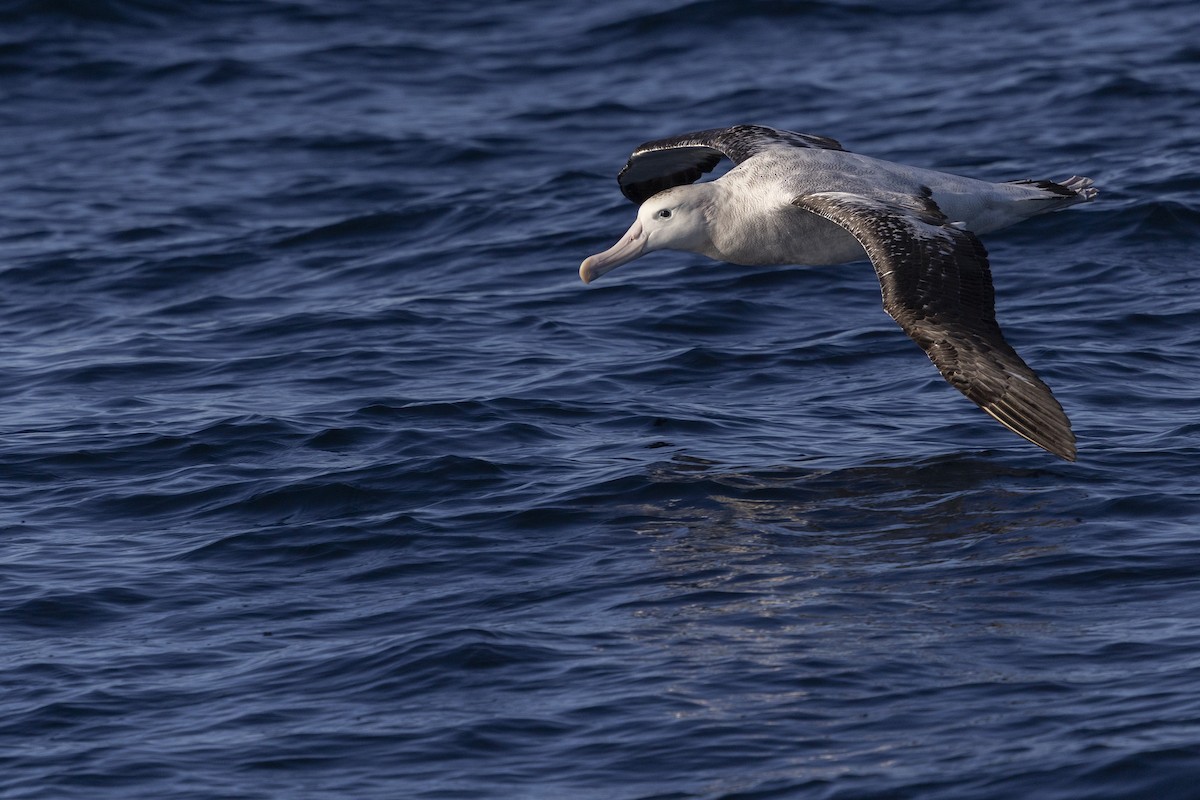 albatros jižní (ssp. gibsoni) - ML638167781