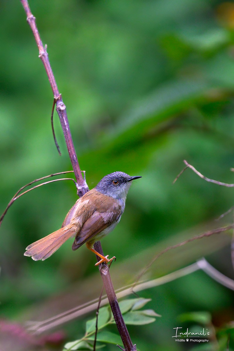 Gray-crowned Prinia - ML638167782