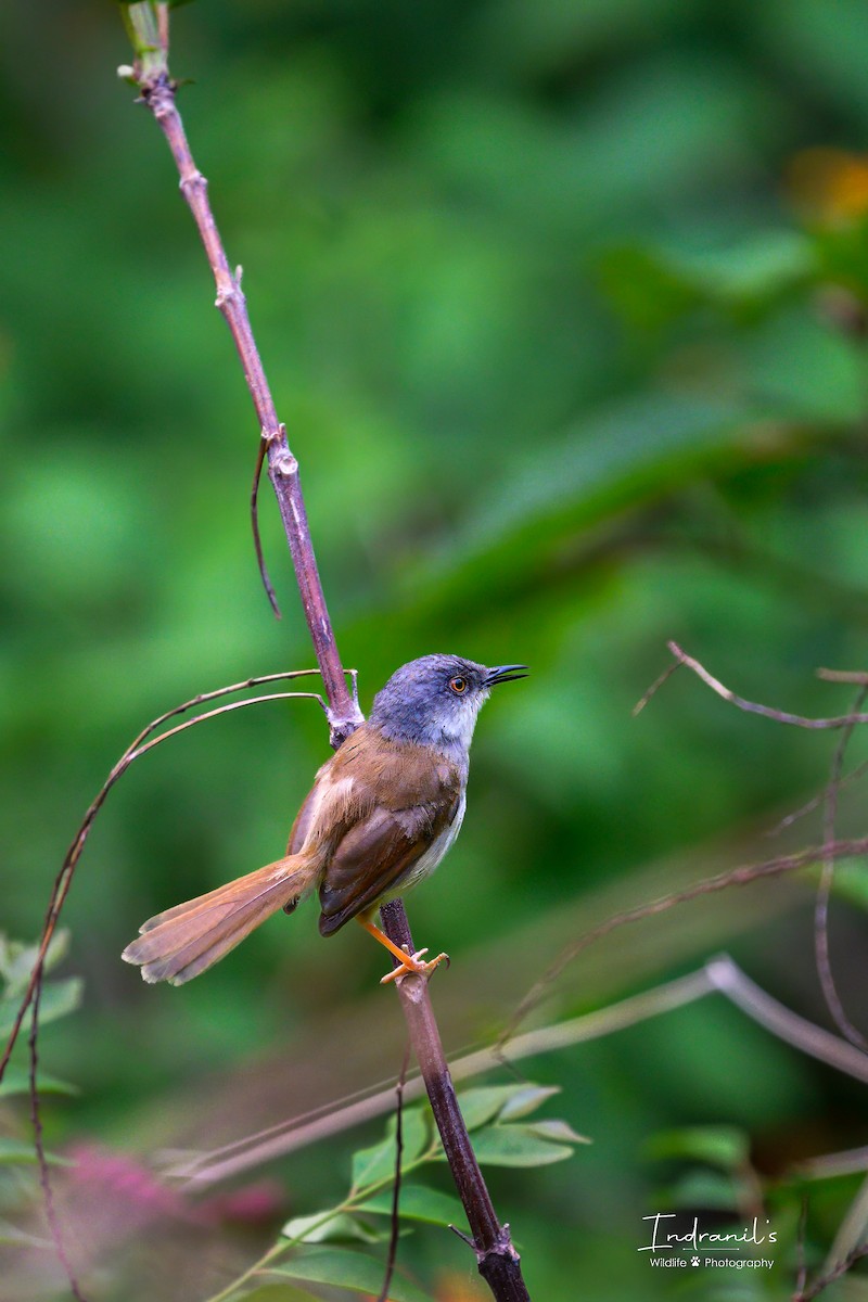 Gray-crowned Prinia - ML638167784