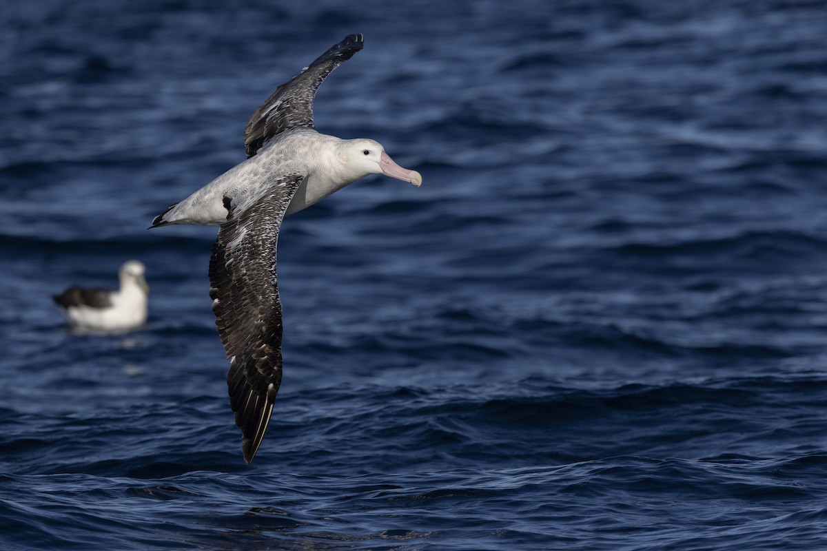 albatros jižní (ssp. gibsoni) - ML638167795