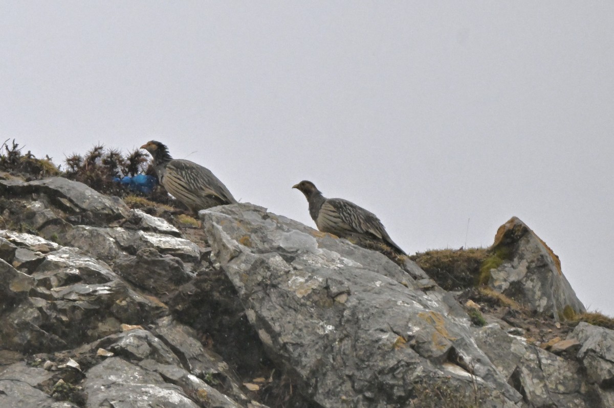 Tibetan Snowcock - ML638167797