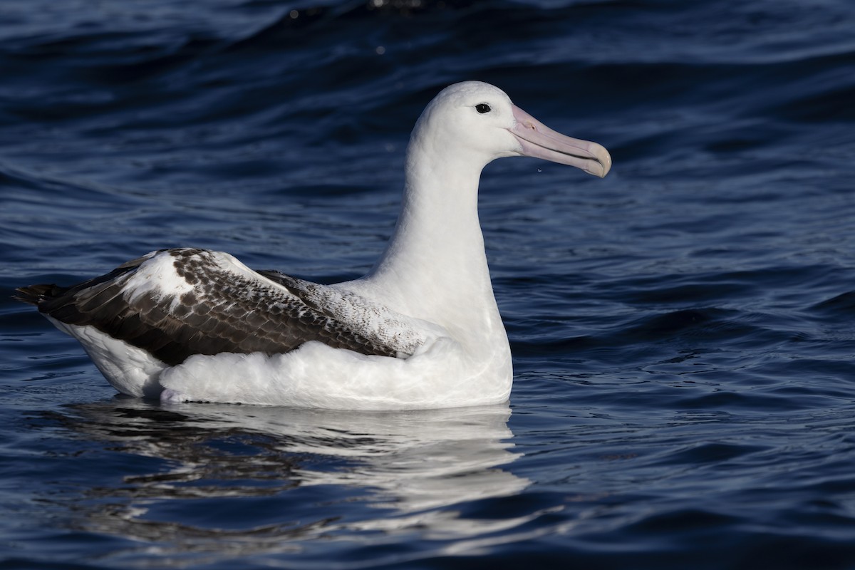 Southern Royal Albatross - ML638167804