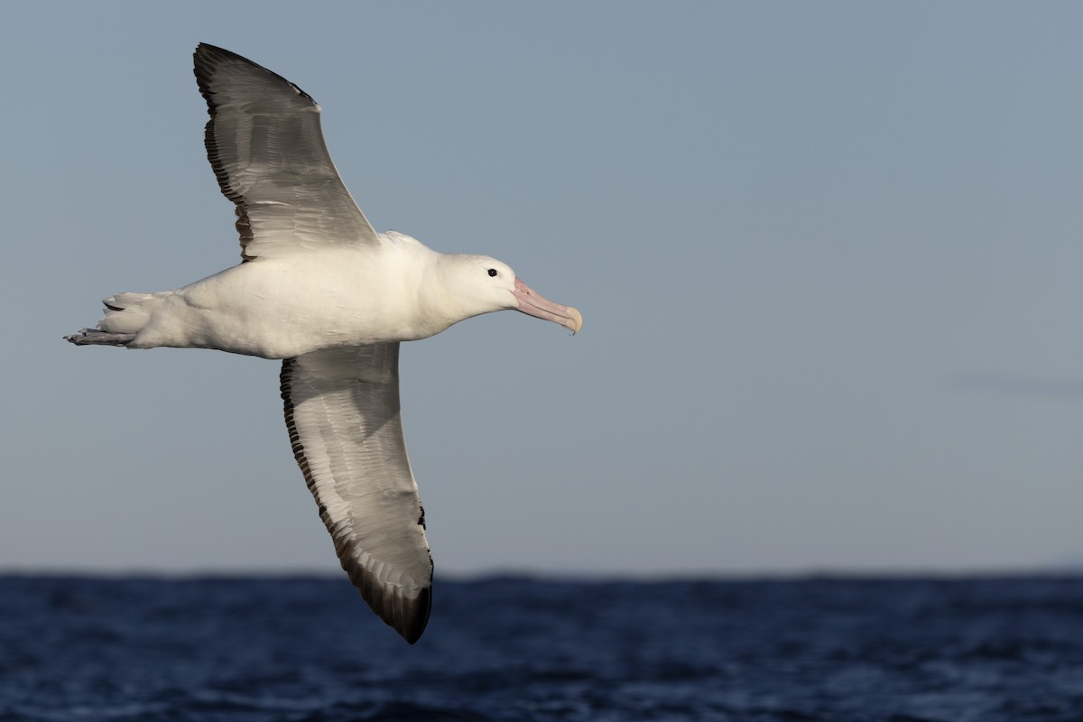 Southern Royal Albatross - ML638167806