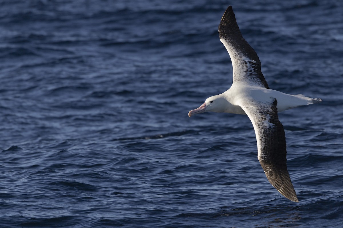 Southern Royal Albatross - ML638167809