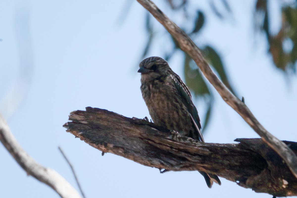 Dusky Woodswallow - ML638167811