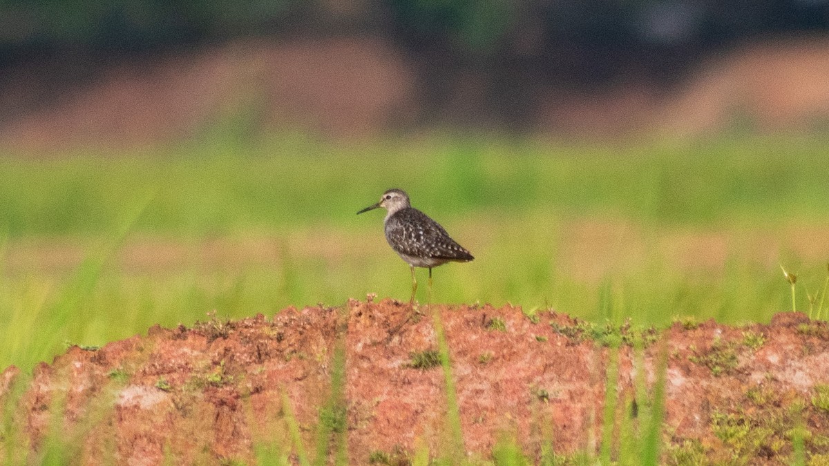 Wood Sandpiper - ML638167823