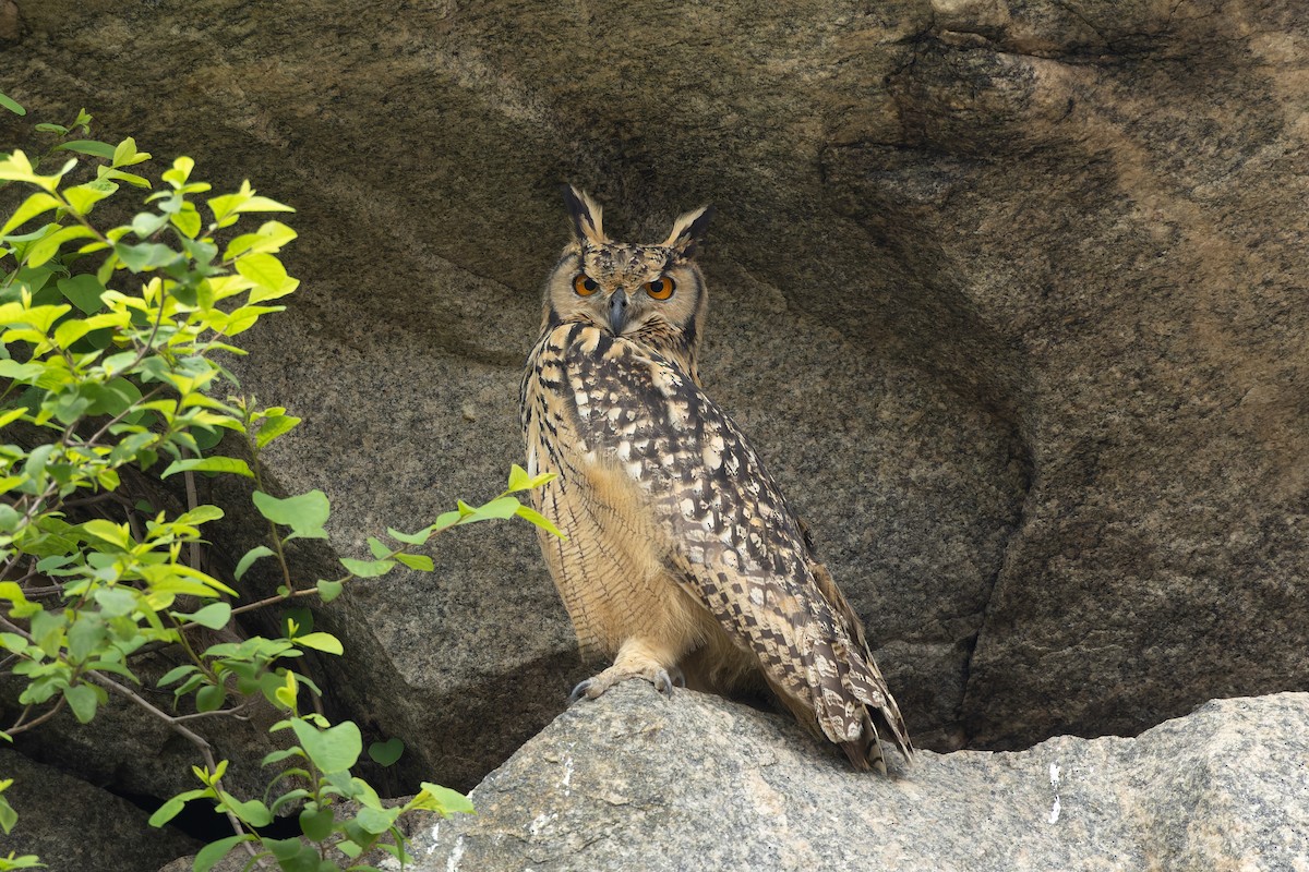 Rock Eagle-Owl - ML638167841