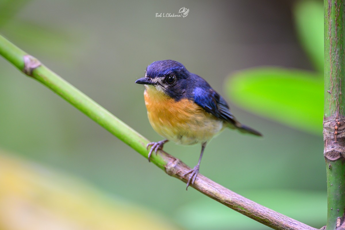 Mangrove Blue Flycatcher (Mangrove) - ML638167845