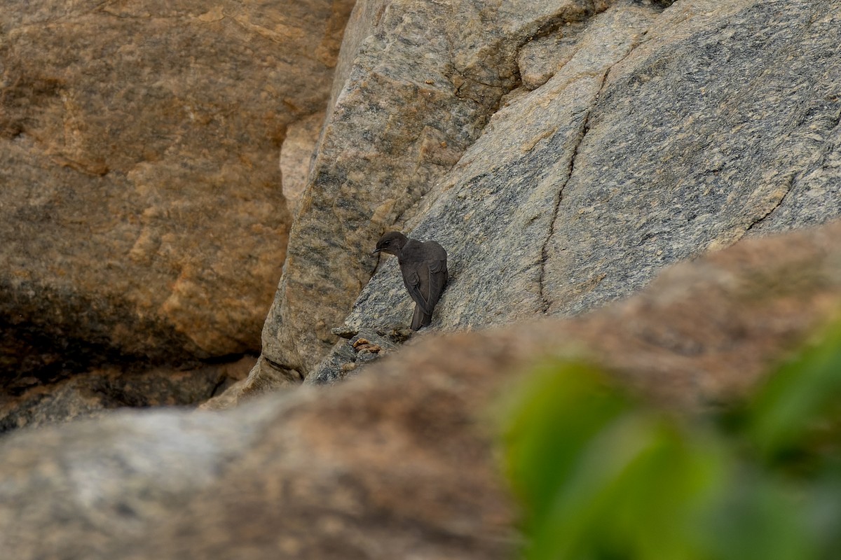 Dusky Crag-Martin - ML638167850
