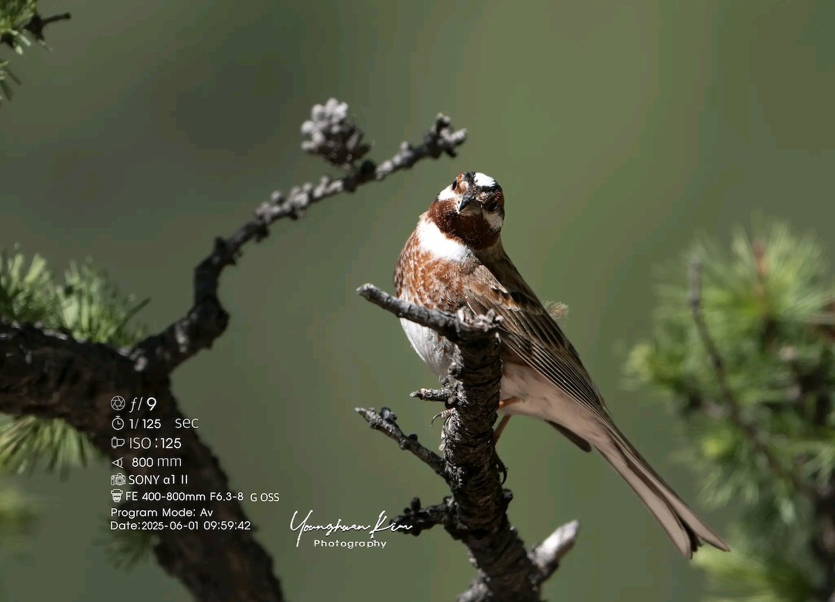 Pine Bunting - ML638167854
