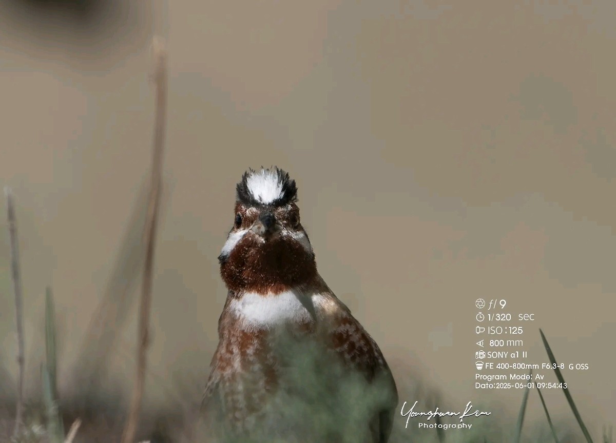 Pine Bunting - ML638167855