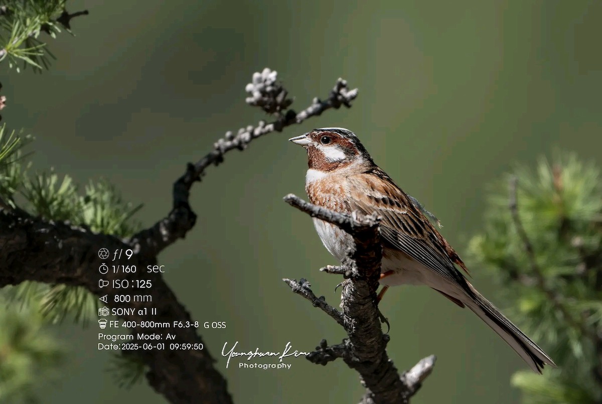 Pine Bunting - ML638167857